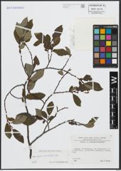 Foto von Salix appendiculata Vill.